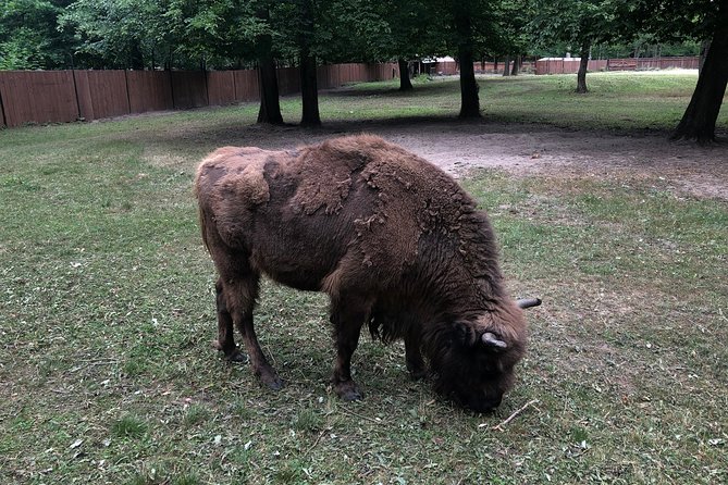Białowieża Forest Unesco World Heritage Tour Packages (Native English Speaker) - Is $98 good value for four hours?