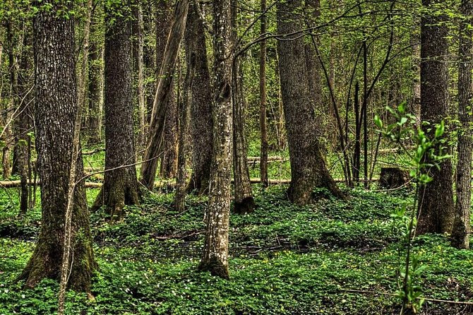 Bialowieza National Park Small Group Tour from Warsaw with Lunch included - Why Bialowieza Forest is worth a full day from Warsaw