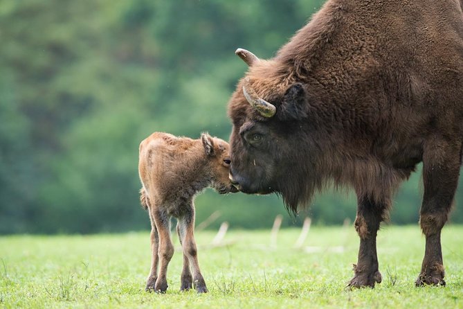 Bialowieza National Park Small Group Tour from Warsaw with Lunch included - Should you book the Bialowieza day trip?