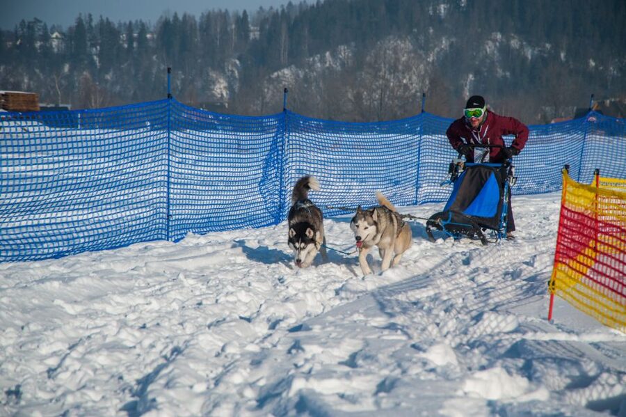 From Krakow: Dogsled Ride in Tatra Mountain - Should you book this Krakow dogsled trip?