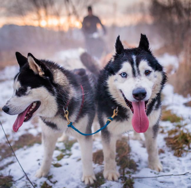 From Krakow: Dogsled Ride in Tatra Mountain - From Krakow to the Tatra foothills
