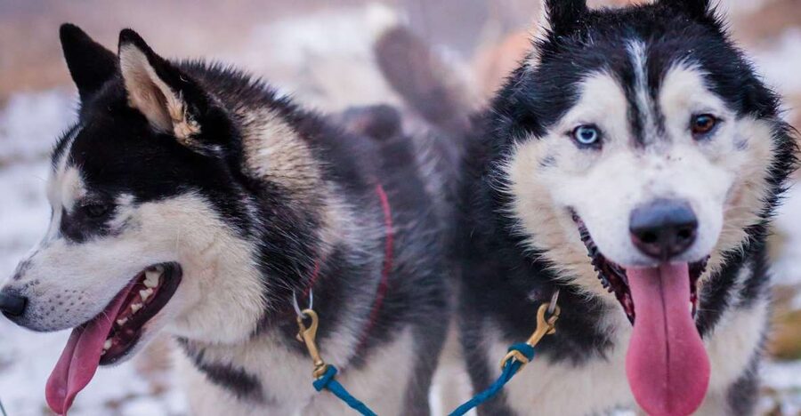 From Krakow: Dogsled Ride in Tatra Mountain - Learning how to handle the sled