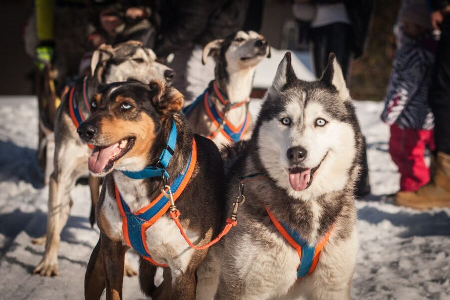 From Krakow: Dogsled Ride in Tatra Mountain - The Chocholowska Valley in winter