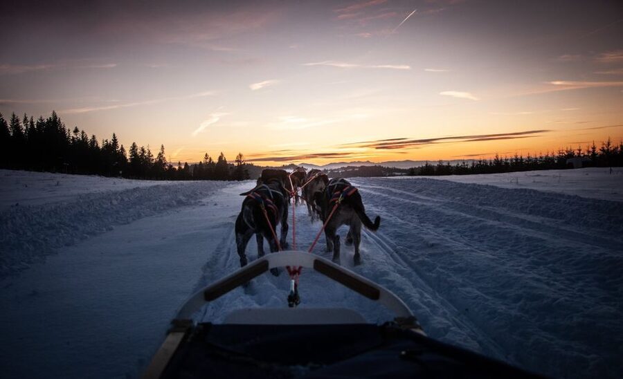 From Krakow: Dogsled Ride in Tatra Mountain - What the road trip adds, and what it costs