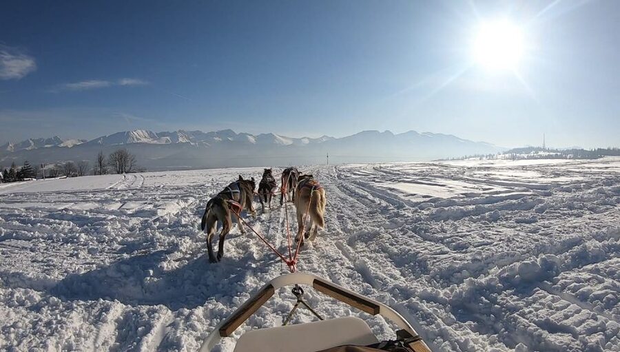 From Krakow: Dogsled Ride in Tatra Mountain - Who will enjoy this most
