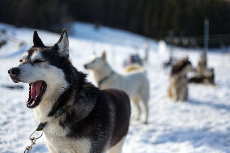 From Krakow: Dogsled Ride in Tatra Mountain - Cancellation, weather, and practical planning