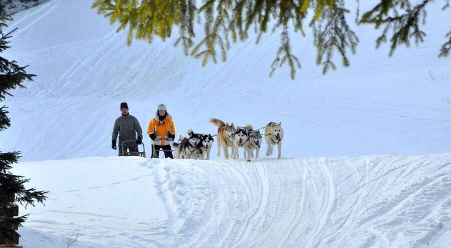 From Krakow: Dogsled Ride in Tatra Mountain - Meeting the huskies at the mountain reserve