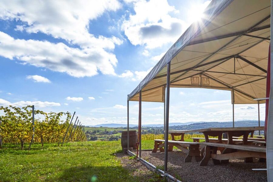 From Krakow: Wine Tasting at Vineyard - What the three-hour schedule really gives you