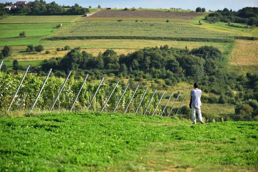 From Krakow: Wine Tasting at Vineyard - Is $224 a fair price?