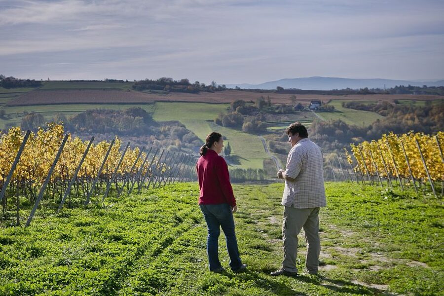 From Krakow: Wine Tasting at Vineyard - Should you book it?