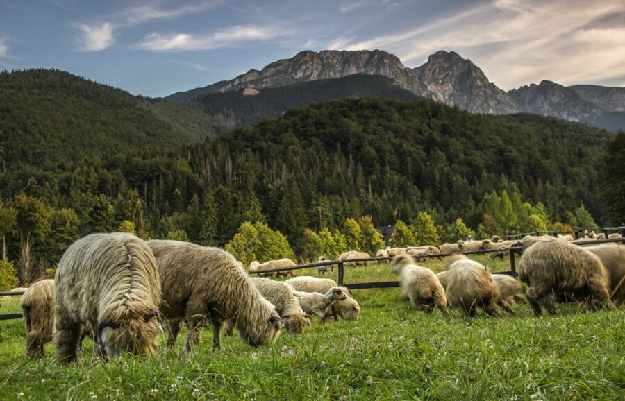 From Krakow: Zakopane & Hot Thermal Springs Private Tour - Tasting oscypek beside the Tatra foothills