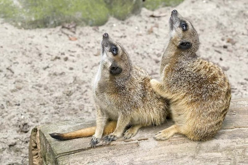 From Krakow: Zoo Trip with Private Luxury Transfer - Key points to know before booking