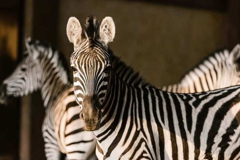 From Krakow: Zoo Trip with Private Luxury Transfer - Entering Krakow Zoo in Wolski Forest