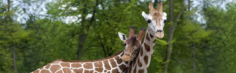 From Krakow: Zoo Trip with Private Luxury Transfer - How much walking should you expect?