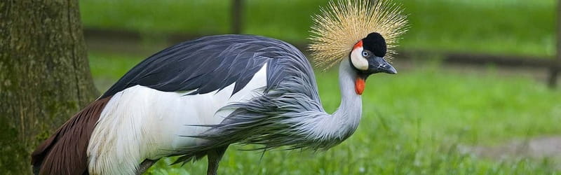 From Krakow: Zoo Trip with Private Luxury Transfer - The animal collection, and the question of upkeep