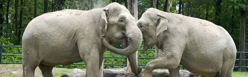 From Krakow: Zoo Trip with Private Luxury Transfer - Is $102 per person a fair price?