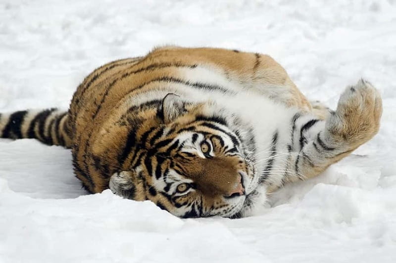 From Krakow: Zoo Trip with Private Luxury Transfer - Who will enjoy this Krakow Zoo outing?