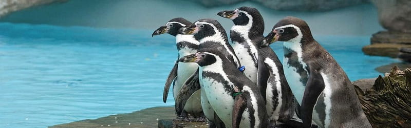 From Krakow: Zoo Trip with Private Luxury Transfer - What happens when you leave your Krakow hotel
