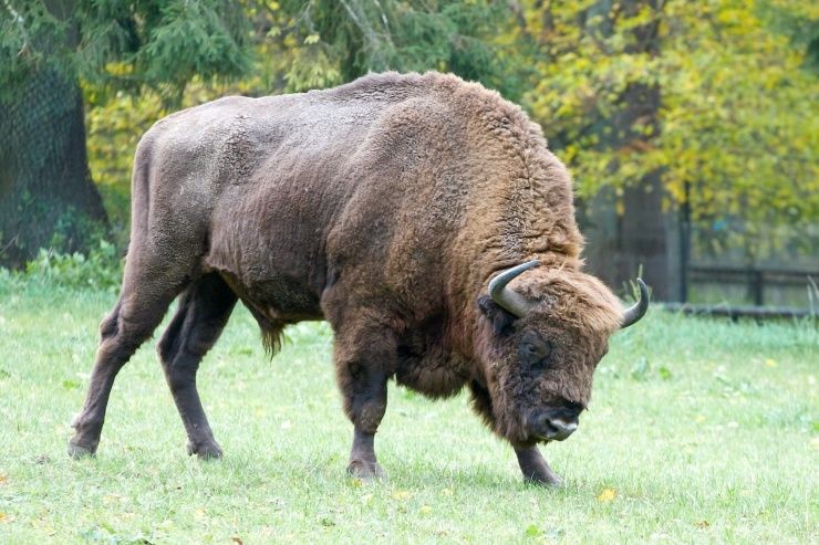 From Warsaw: Small-Group Tour to Bialowieza National Park - Key points at a glance