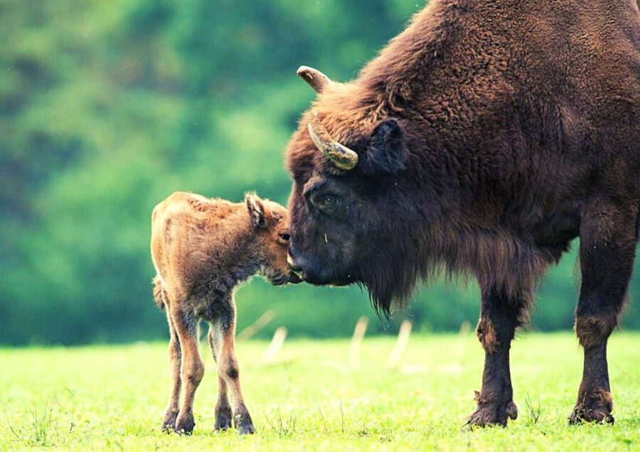 From Warsaw: Small-Group Tour to Bialowieza National Park - What the $399 price really covers
