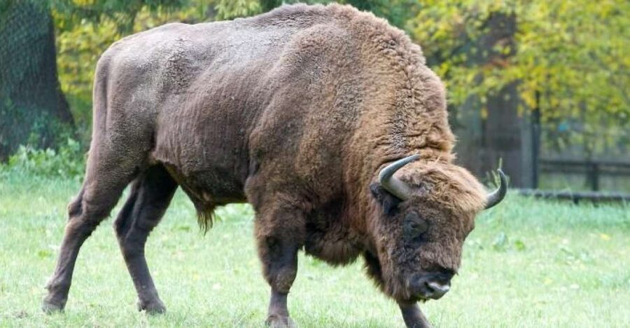 From Warsaw: Small-Group Tour to Bialowieza National Park - Why Białowieża is worth the long ride from Warsaw