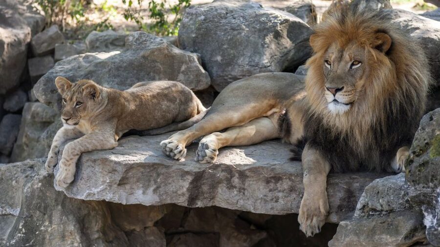 Gdansk: Oliwa Zoo with Tickets and Roundtrip Transportation - Why Oliwa Zoo works as a Gdansk day outing