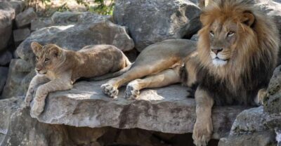 Oliwa Zoo with Tickets and Roundtrip Transportation