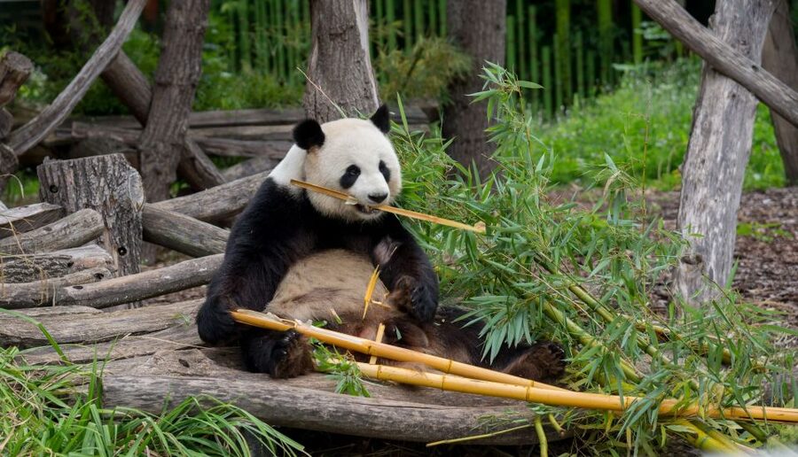 Gdansk: Oliwa Zoo with Tickets and Roundtrip Transportation - Private transport is where the $95 price earns its keep