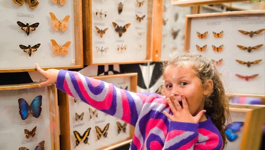 Krakow: Living Butterflies Museum ''House Of Attractions'' - What the guide adds to the experience