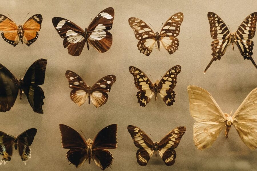 Krakow: Living Butterflies Museum ''House Of Attractions'' - Who will enjoy this museum most?
