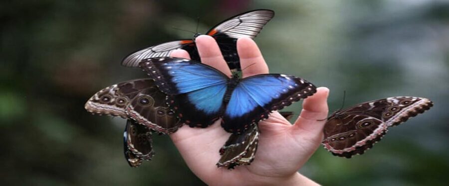 Krakow: Museum of Living Butterflies 2+1 - The science behind the color and movement