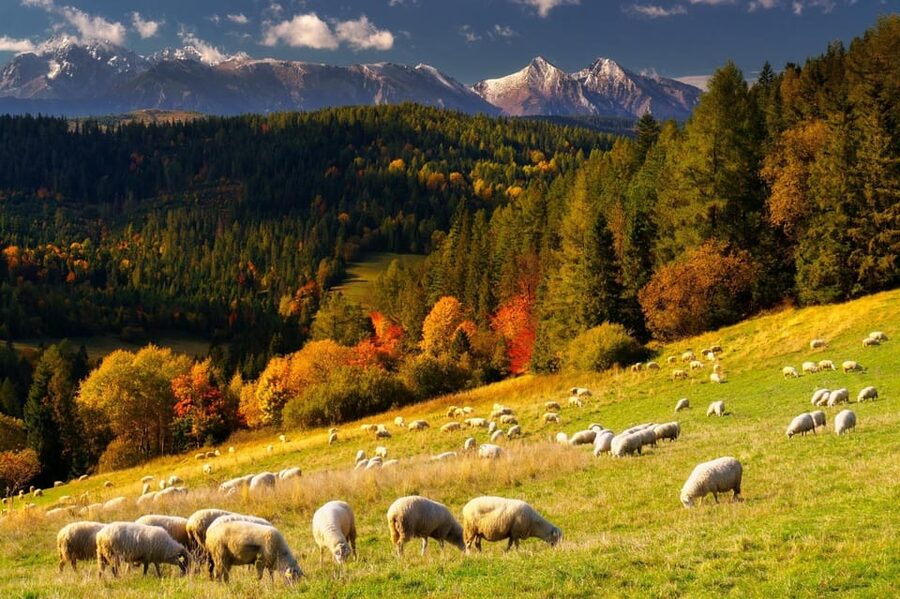 Krakow: Zakopane, Thermal Baths, Cable Car, Vodka, Oscypek - Key points to know before booking