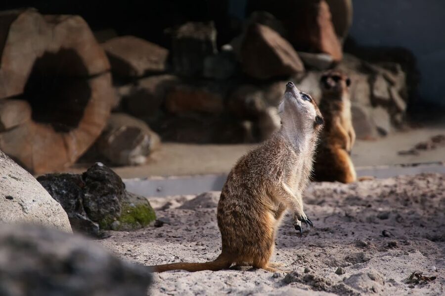 Krakow: Zoo Tour with Private Transport and Tickets - Why Krakow Zoo makes a worthwhile city escape