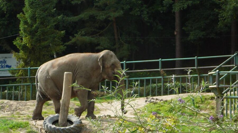 Krakow: Zoo Tour with Private Transport and Tickets - Skip-the-line entry keeps the start simple