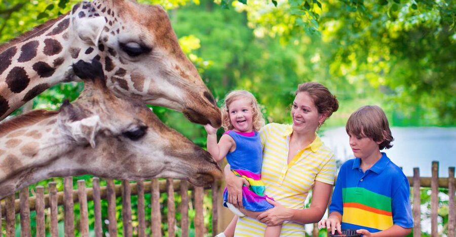 Krakow: Zoo Tour with Private Transport and Tickets - A realistic look at the timing