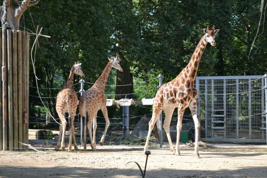Krakow: Zoo Tour with Private Transport and Tickets - Is $94 per person a fair price?