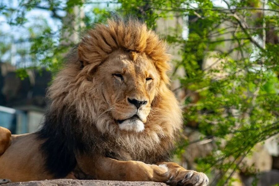 Krakow: Zoo Tour with Private Transport and Tickets - Accessibility, comfort, and what to pack