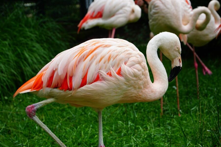 Krakow: Zoo Tour with Private Transport and Tickets - Door-to-door transport takes the strain out of the outing