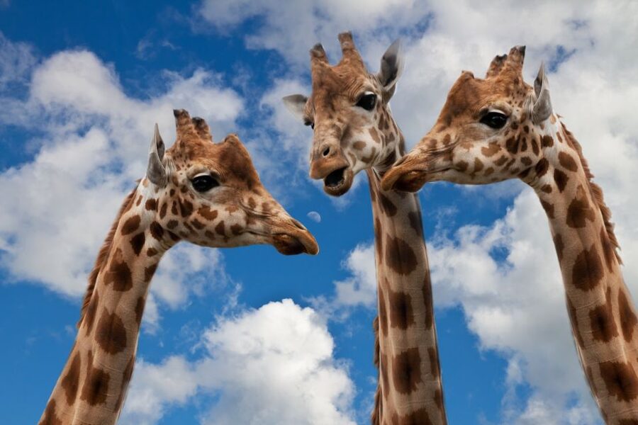 Krakow: Zoo with Hotel Pickup - Key points to know before you book