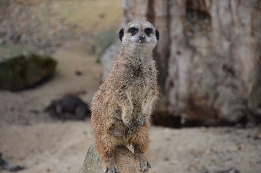 Krakow: Zoo with Hotel Pickup - Krakow Zoo in Wolski Forest
