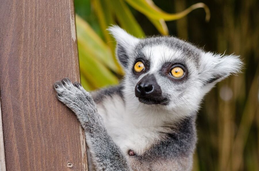Krakow: Zoo with Hotel Pickup - Feeding times and the rhythm of your visit
