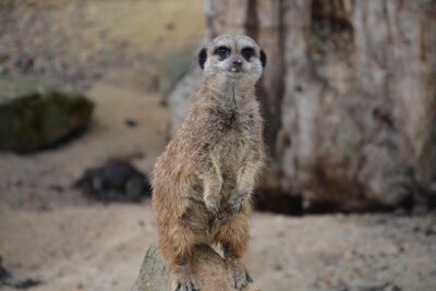 Zoo with Hotel Transfer