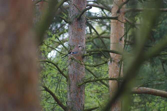 Nature Walk and Wildlife Tour in Sobieszewo Island - Finishing near the reserve exit