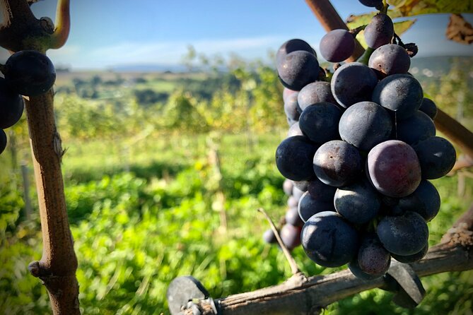 Wieliczka Vineyard: Wine tasting with local snacks - Four wines with seasonal local snacks