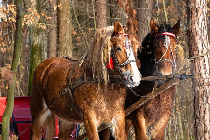 Zakopane Horse-Drawn Rides with Local Guide and Food Tasting - Who will enjoy this outing most