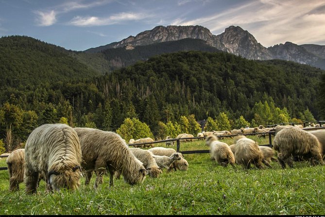 Zakopane & Thermal Springs: Private Tour - Tasting oscypek, the Tatra region’s signature cheese